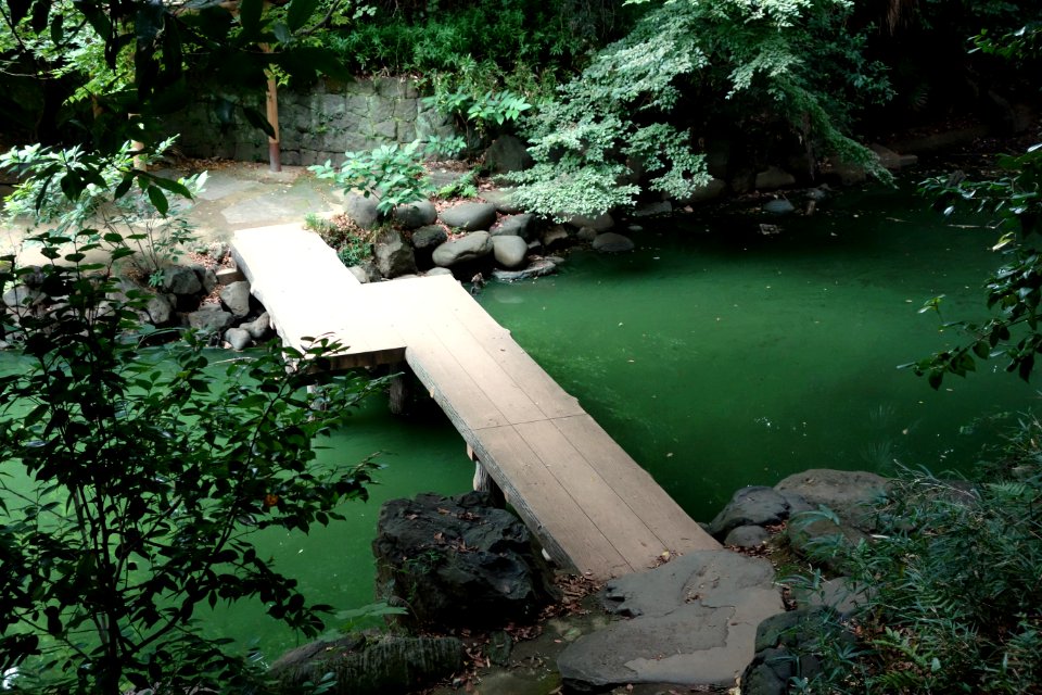 Sanshiro Pond - University of Tokyo - DSC04868