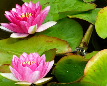 Grass snake garden pond snake