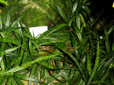 Sansevieria parva - Palmengarten Frankfurt - DSC01712