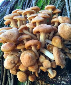 Fungus organic bunch photo