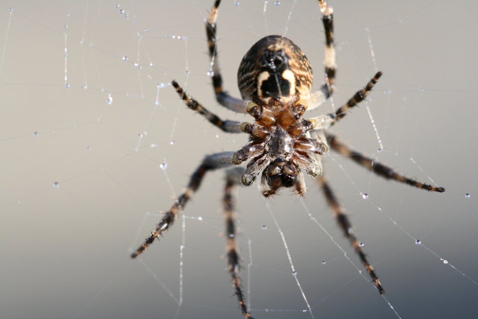Cobweb close up nature