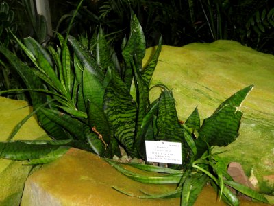 Sansevieria liberica - Palmengarten Frankfurt - DSC01720