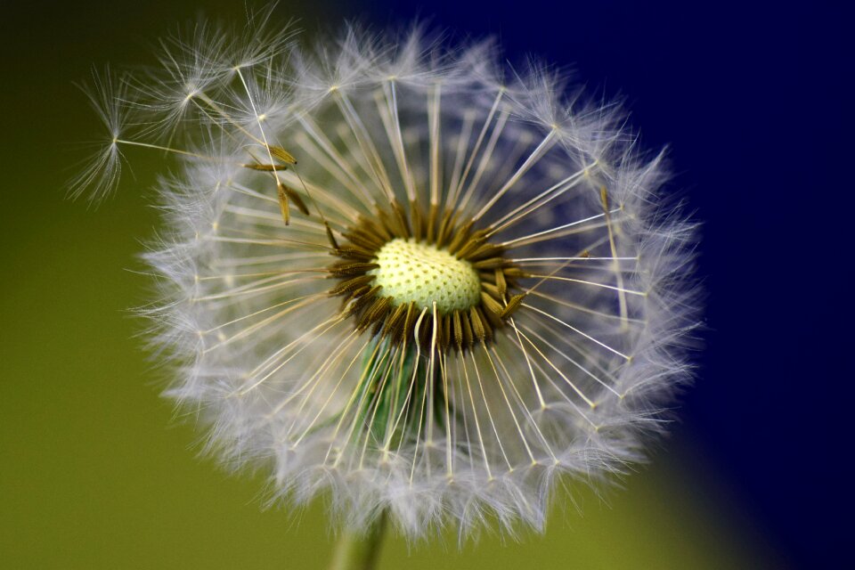 Nature close up macro photo