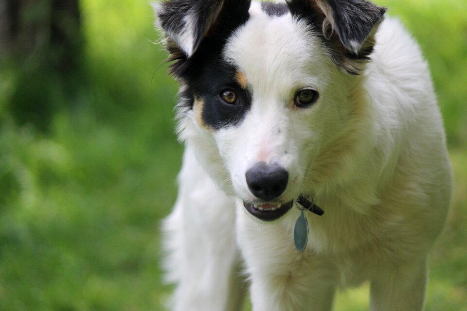 Sheepdog pet animal