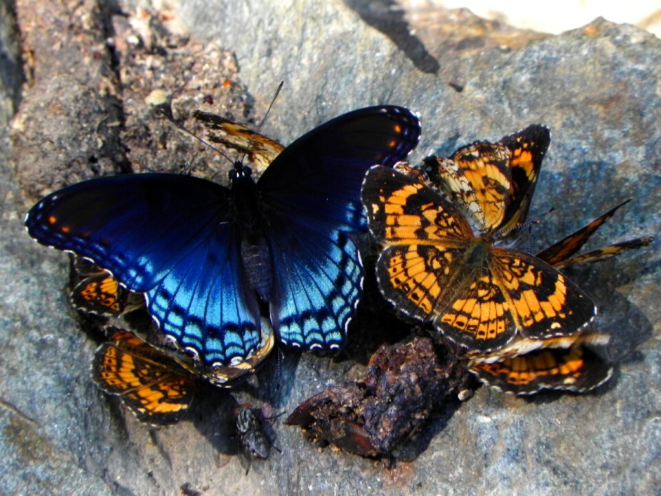 Red spotted purple butterfly insects