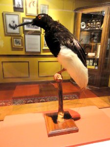 Seleucidis melanoleucus - National Geographic Museum - DSC05095