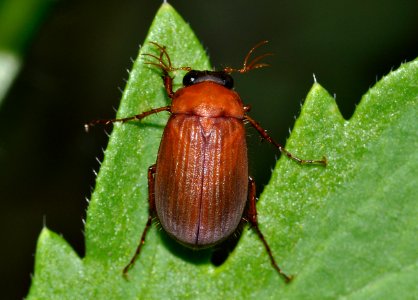 Serica-brunnus-04-fws