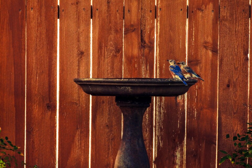 Juvenile birdbath texas