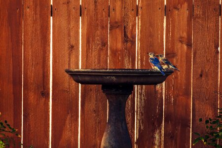 Juvenile birdbath texas