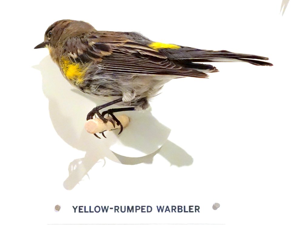 Setophaga coronata (Yellow-rumped warbler) - Oakland Museum of California - DSC05348