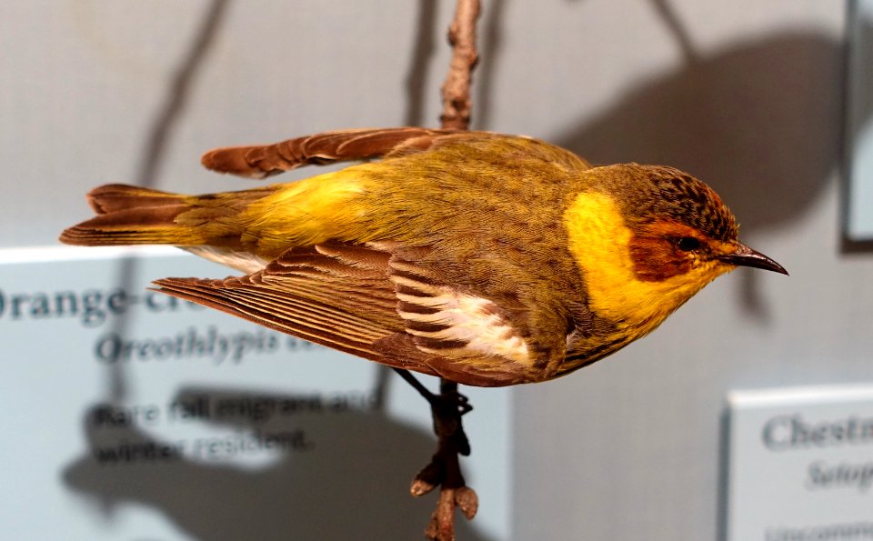 Setophaga tigrina specimen, National Museum of Natural History, United States - DSC00384