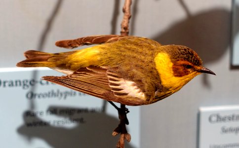 Setophaga tigrina specimen, National Museum of Natural History, United States - DSC00384