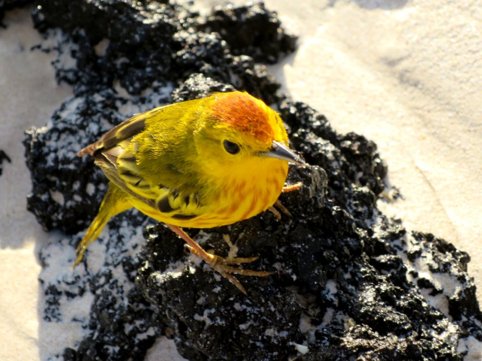 Setophaga petechia, Galapagos