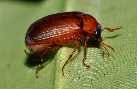 Serica-brunnus-01-fws
