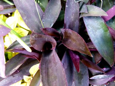 Setcreasea purpurea