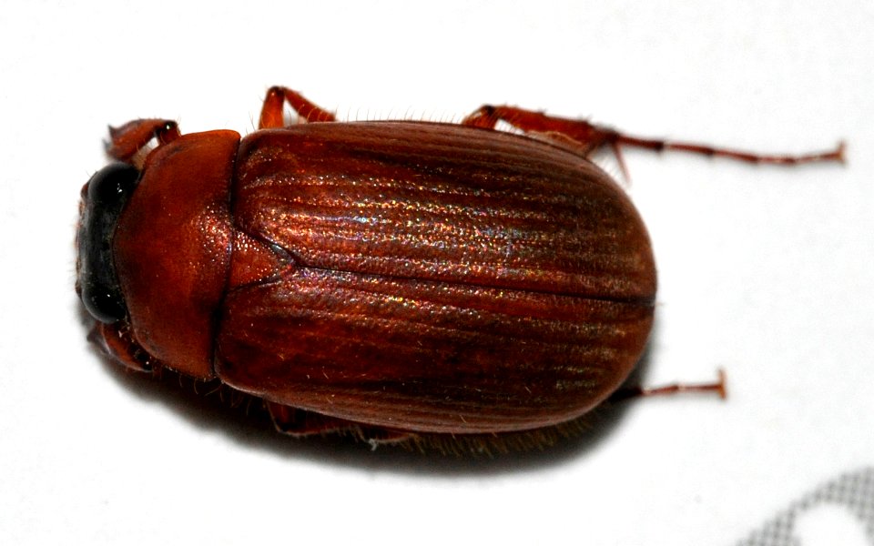 Serica-brunnus-08-fws