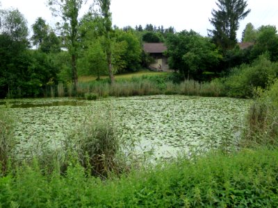 Seeweberweiher Ebersberg 1