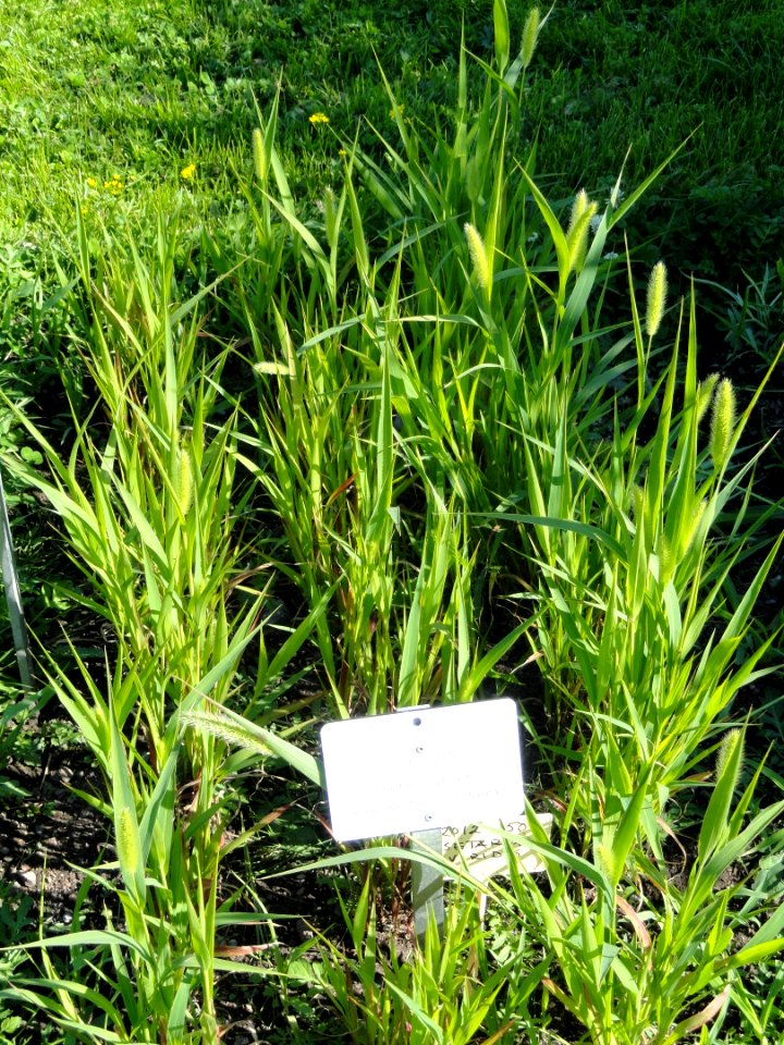 Setaria viridis - Botanical Garden in Kaisaniemi, Helsinki - DSC03543