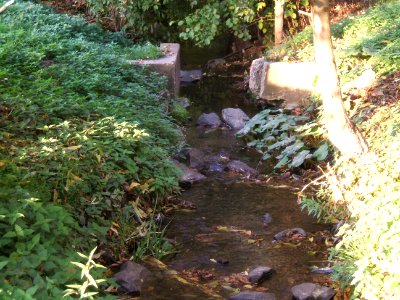 Seebach auf Seewiese