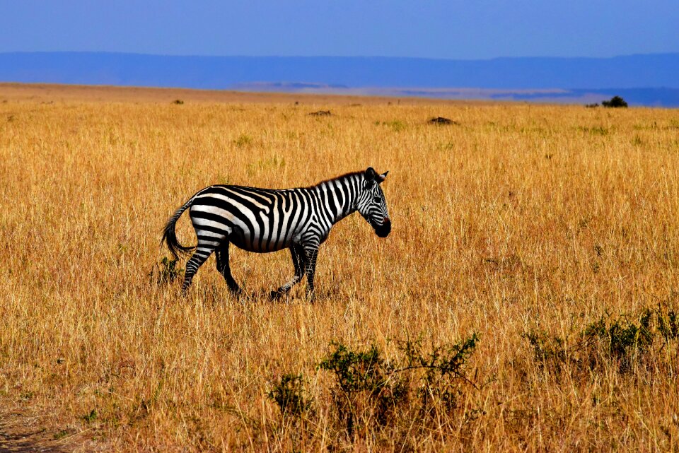 Africa tanzania savannah