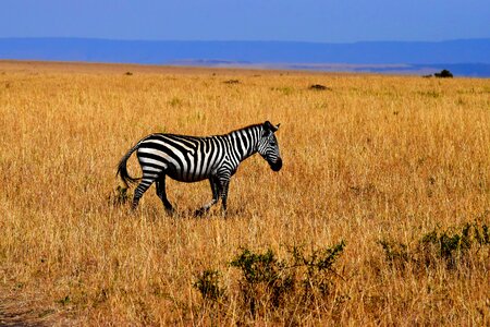 Africa tanzania savannah
