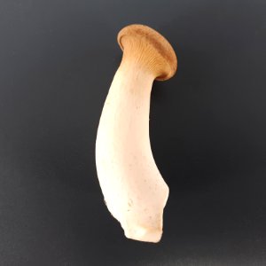 Seta de cardo 2017 A1