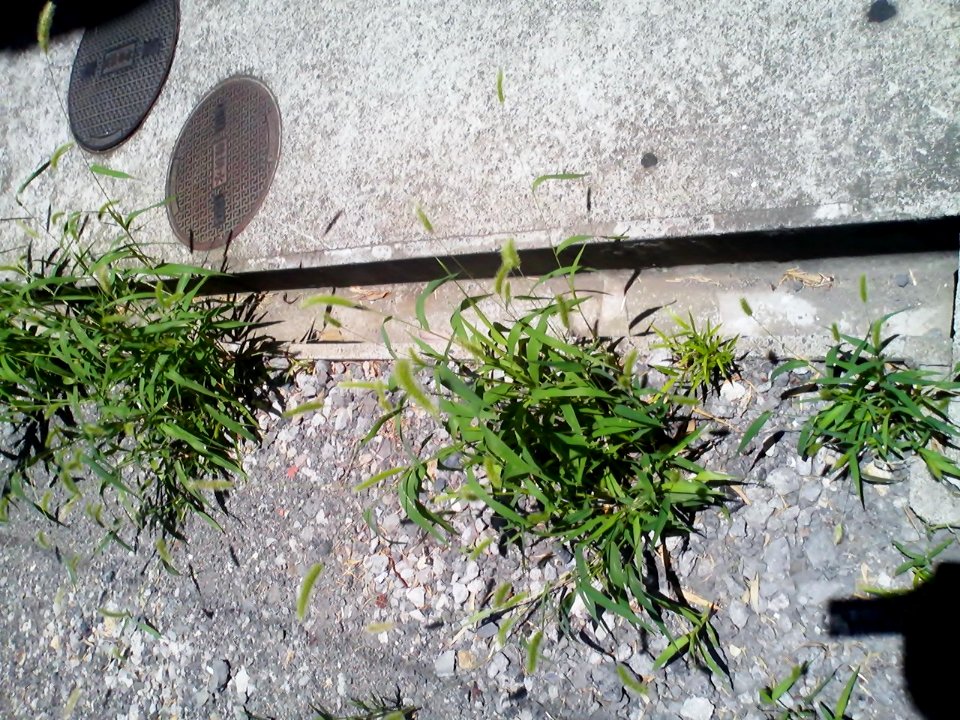Setaria viridis in Suita