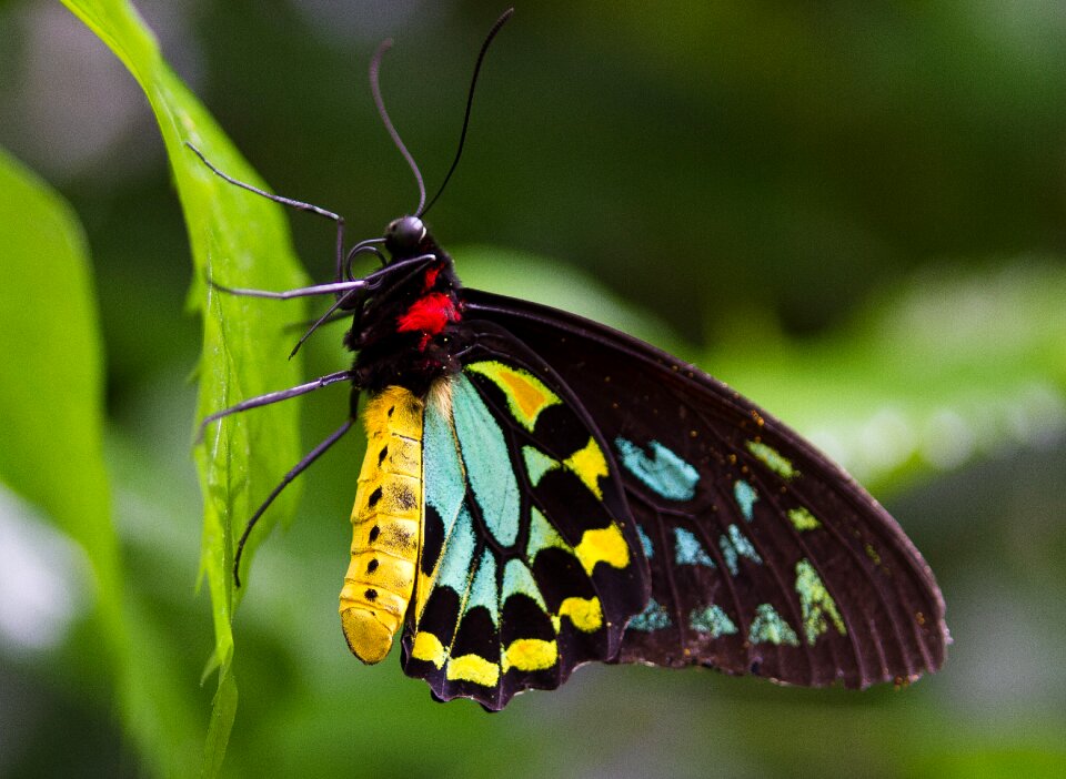 Animal insect color