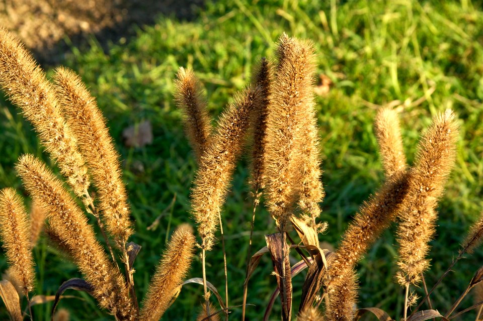 Setaria italica (L.) Beauv. JdP