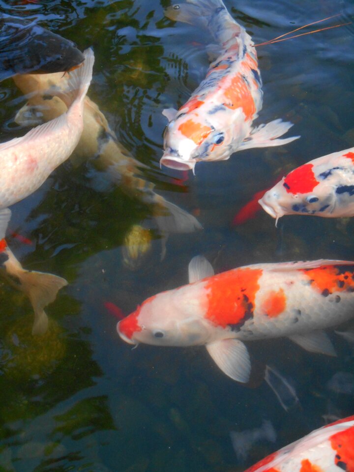 Aquarium fish red and white japan photo