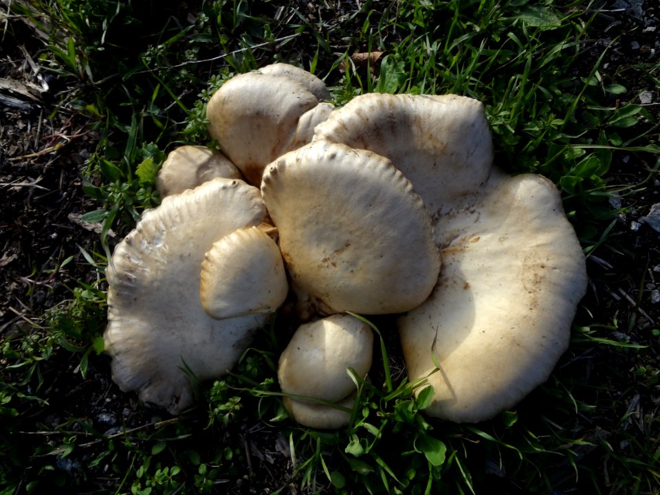 Seta de cardo (Pleurotus eryngii) silvestre en Gran Canaria, Islas Canarias, España (grupo)