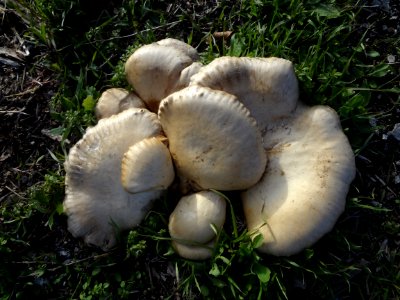 Seta de cardo (Pleurotus eryngii) silvestre en Gran Canaria, Islas Canarias, España (grupo)