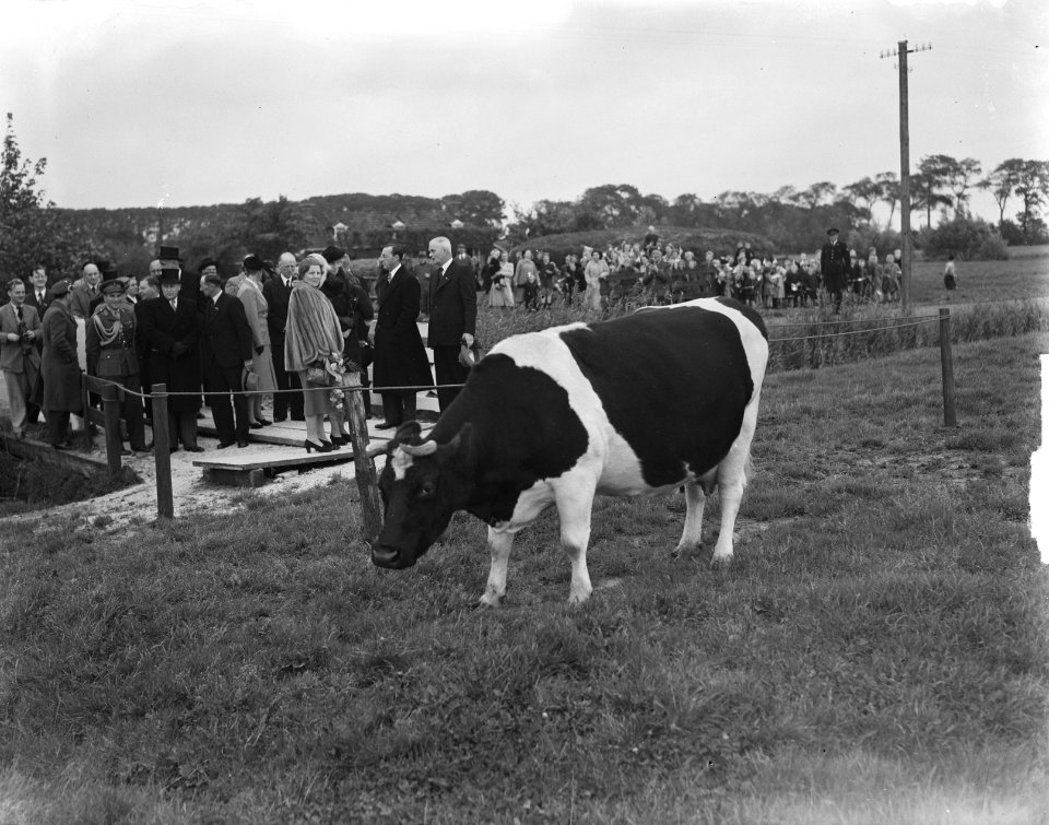 Serie Bezoek van koningin Juliana en prins Bernhard aan Friesland. modelboerder, Bestanddeelnr 904-2131