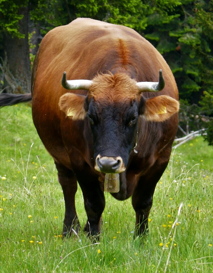 Milk cow pasture agriculture photo