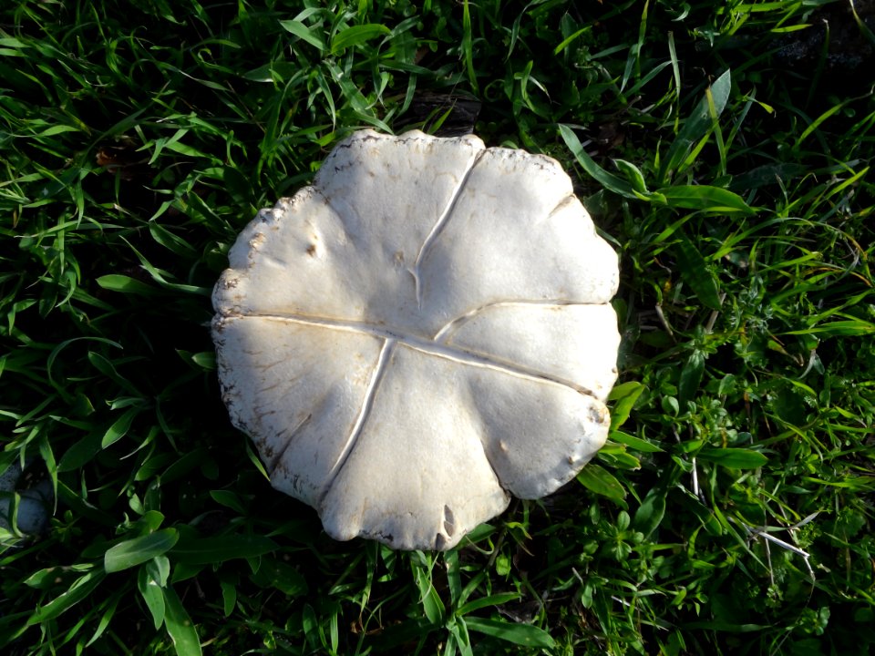 Seta de cardo (Pleurotus eryngii) silvestre en Gran Canaria, Islas Canarias, España