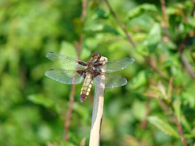 Dragonflies nature macro