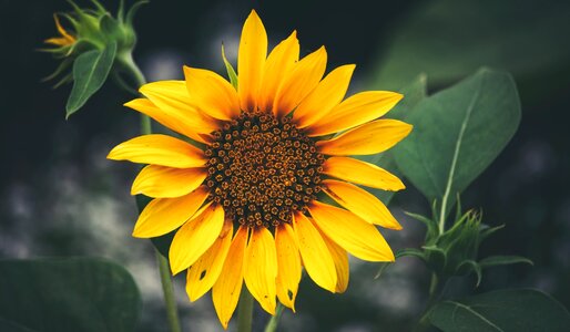 Flower garden floral