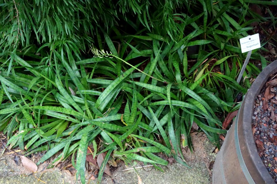 Sansevieria parva - Botanischer Garten, Dresden, Germany - DSC08552