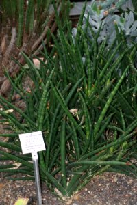 Sansevieria cylindrica - Botanischer Garten - Heidelberg, Germany - DSC01347