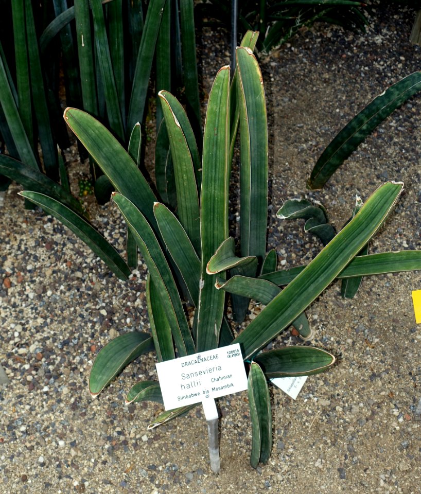 Sansevieria hallii - Botanischer Garten - Heidelberg, Germany - DSC01344
