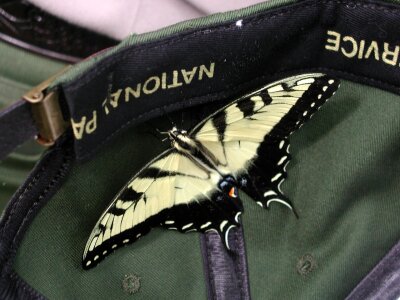 Wings papilio glaucus wildlife