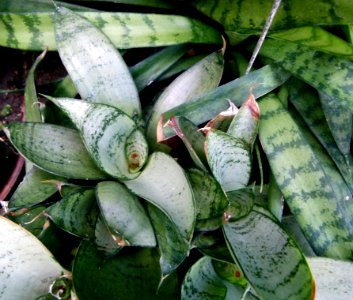Sanseveria trifasciata "Silver Hahnii" 2