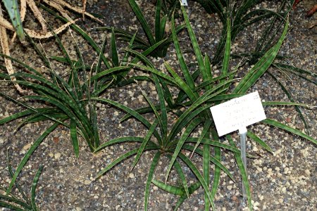 Sansevieria aethiopica - Botanischer Garten - Heidelberg, Germany - DSC01346