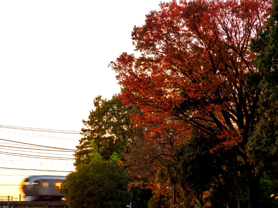 Seibu 001 Laview in Higashi Kurume(Autumn)
