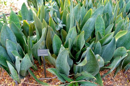Sansevieria masoniana - Mounts Botanical Garden - Palm Beach County, Florida - DSC03644
