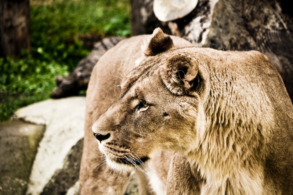 Zoo nature feline