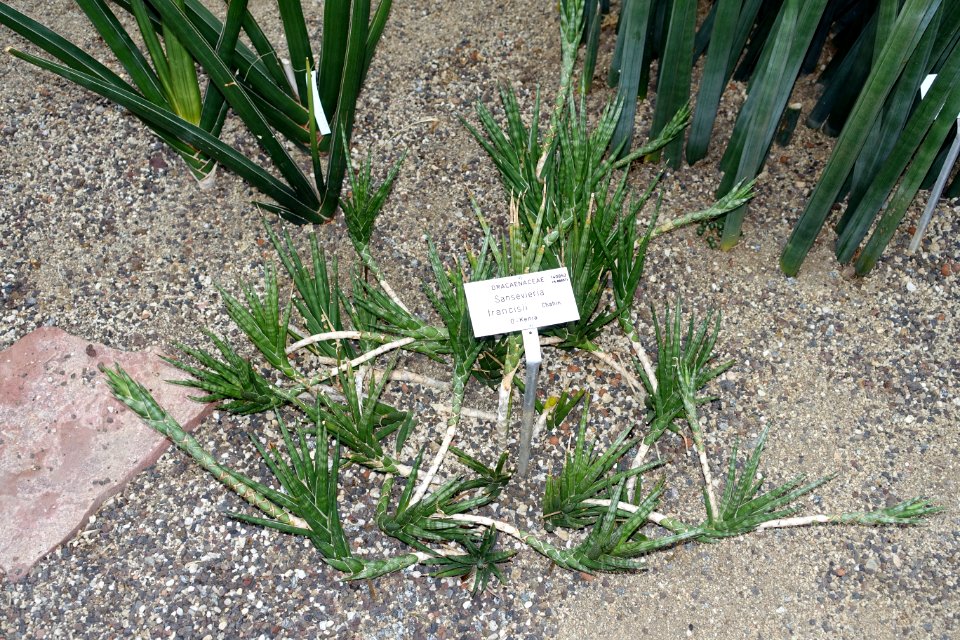 Sansevieria francisii - Botanischer Garten - Heidelberg, Germany - DSC01343