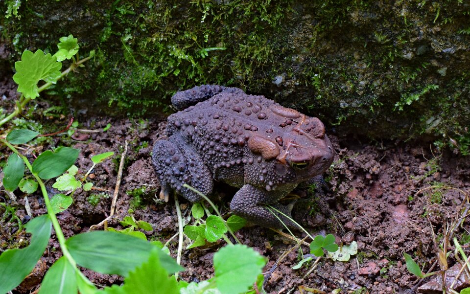 Animal nature species
