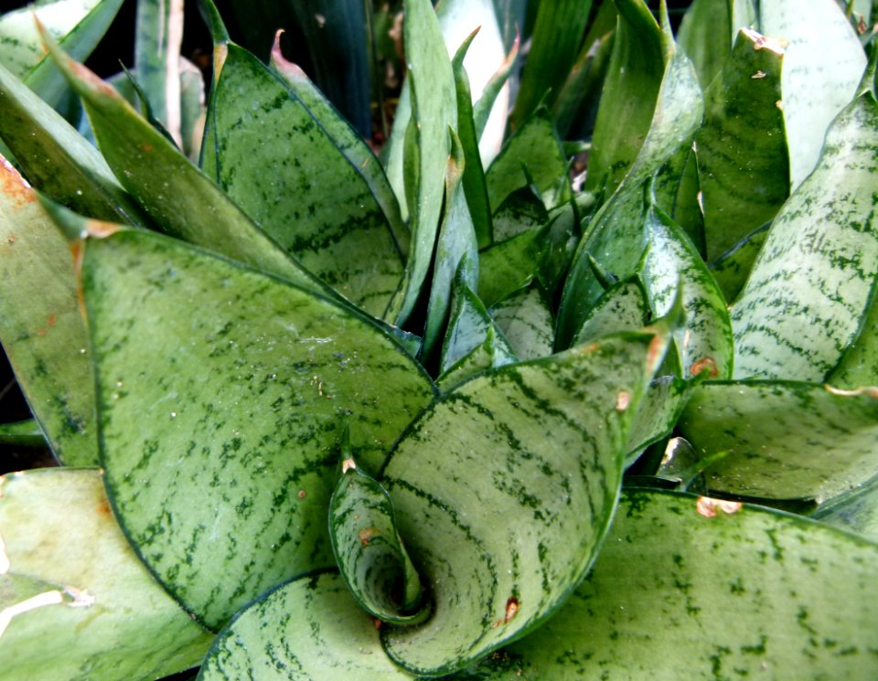 Sanseveria trifasciata "Silver Hahnii"