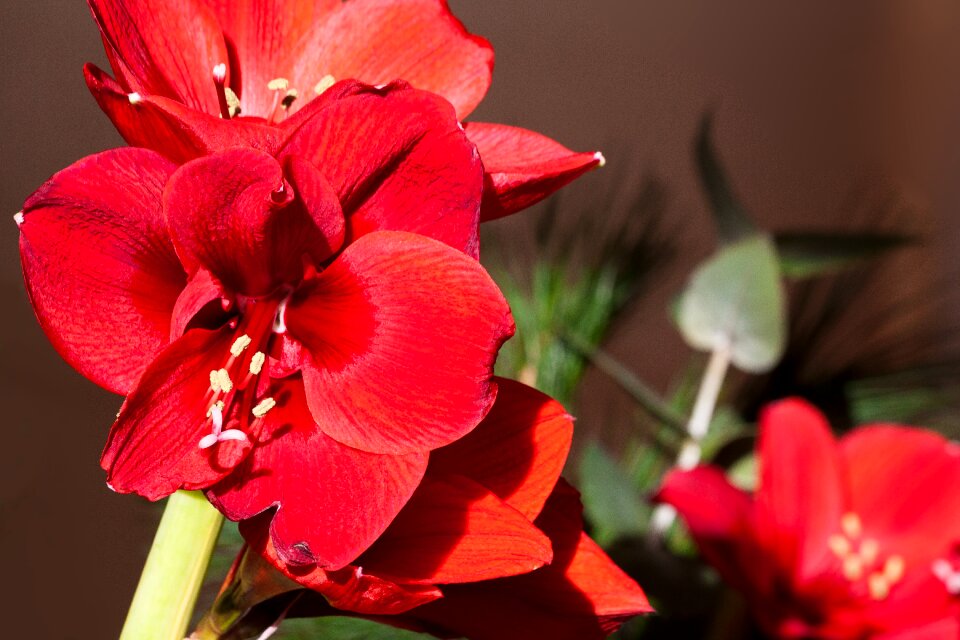 Bloom flower plant